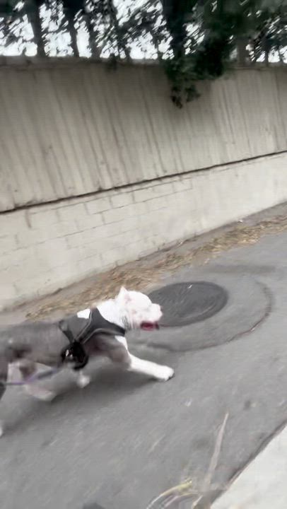 Enlarge Remy, a Adoptable American Bully in San Rafael, CA video 3/6