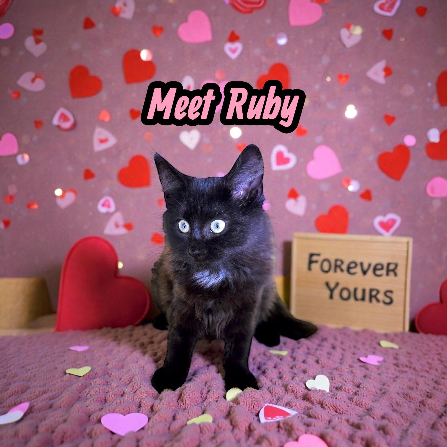 Enlarge Ruby the Fluff Ball, a ADOPTABLE Domestic Long Hair in Boca Raton, FL image 1/6