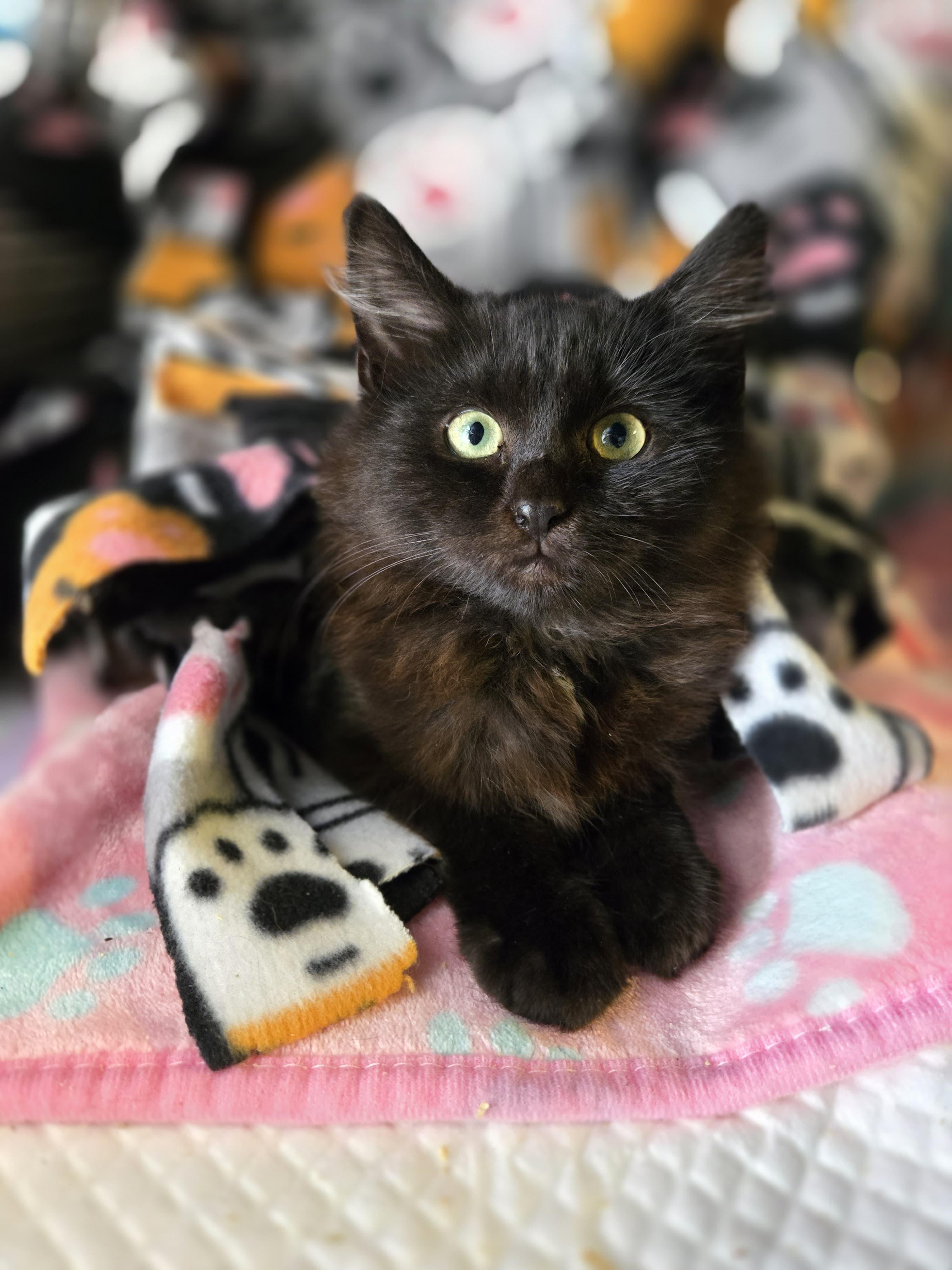 Enlarge Ruby the Fluff Ball, a ADOPTABLE Domestic Long Hair in Boca Raton, FL image 2/6