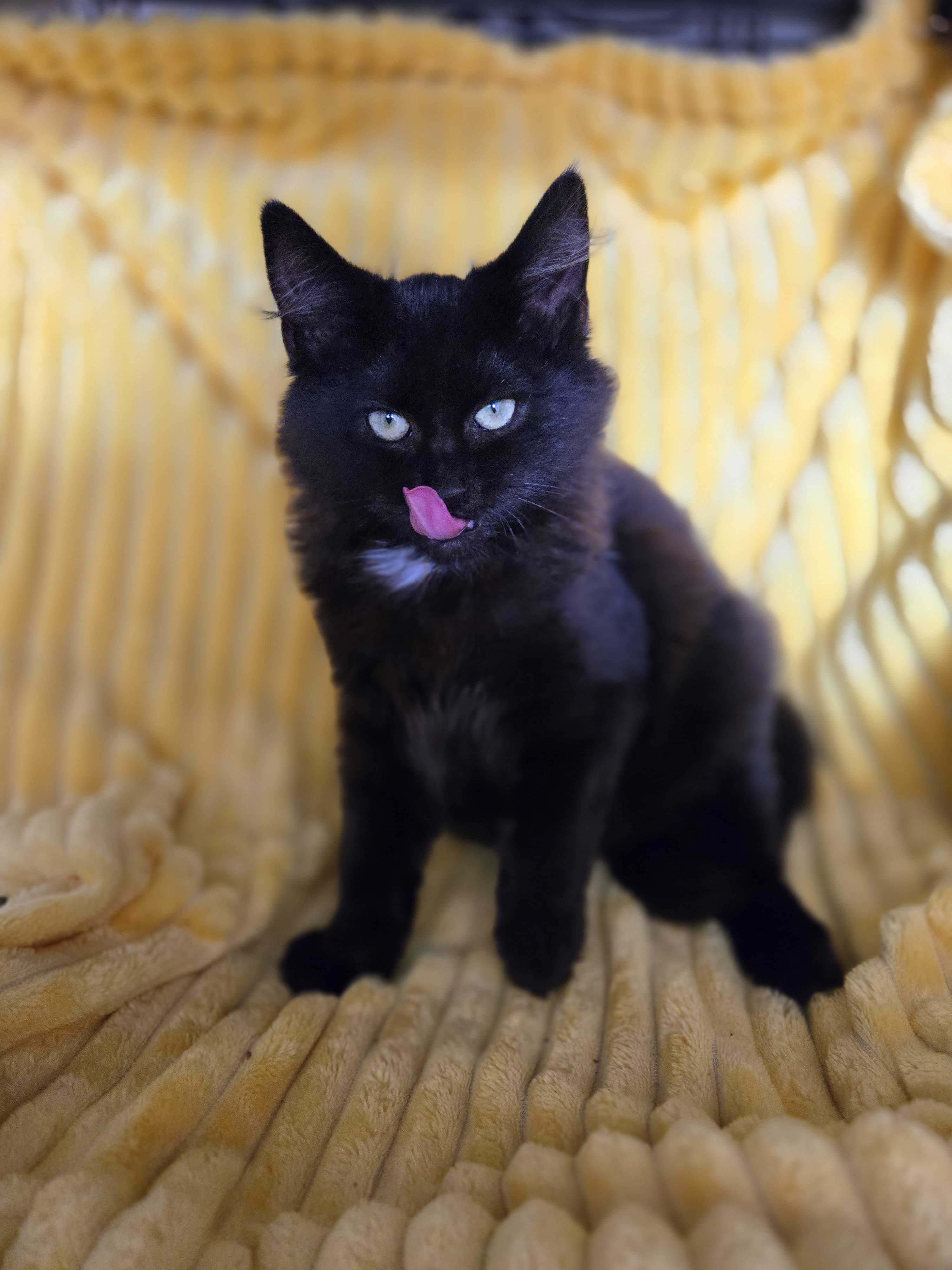 Enlarge Ruby the Fluff Ball, a ADOPTABLE Domestic Long Hair in Boca Raton, FL image 5/6