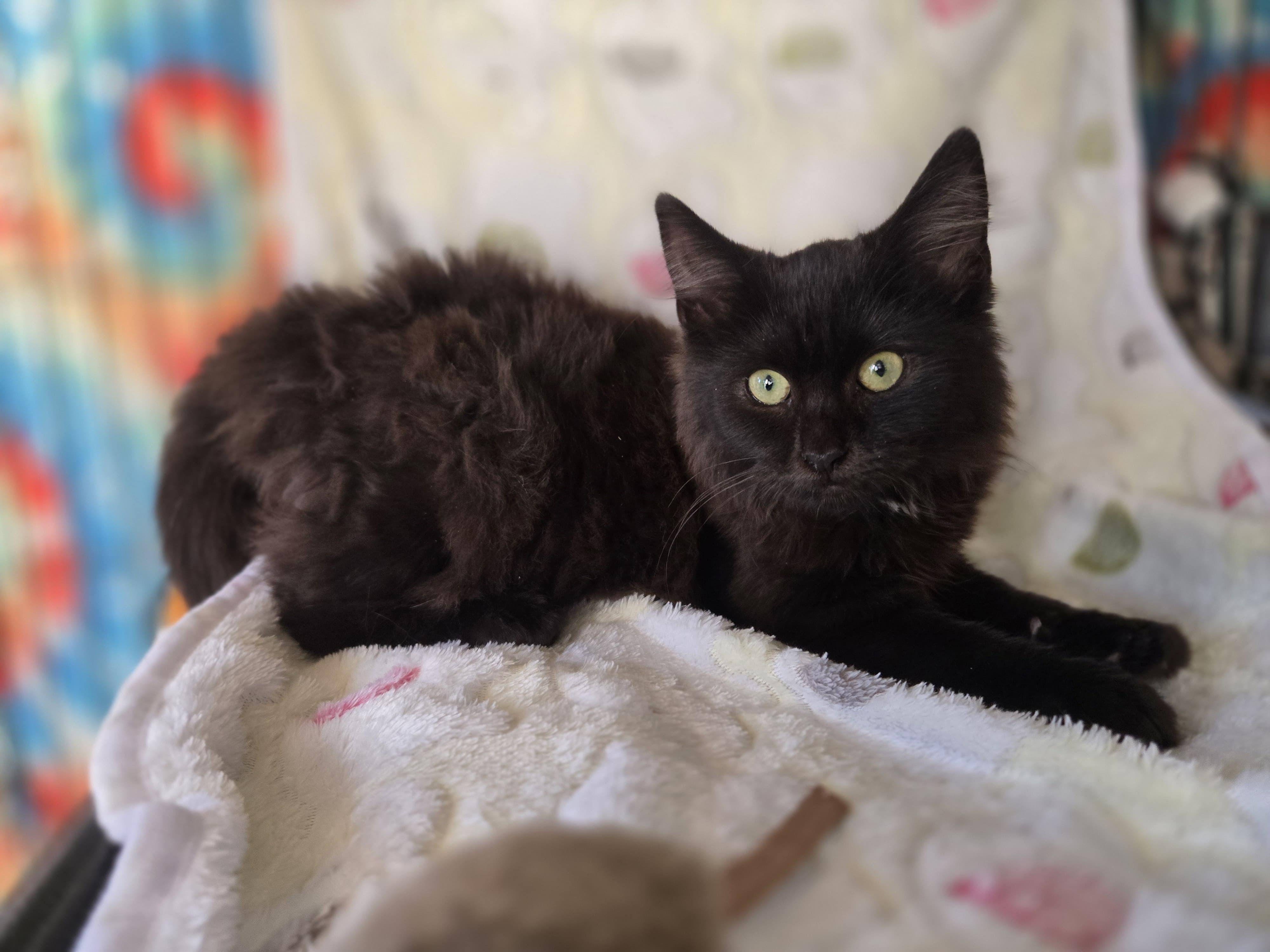 Enlarge Ruby the Fluff Ball, a ADOPTABLE Domestic Long Hair in Boca Raton, FL image 3/6