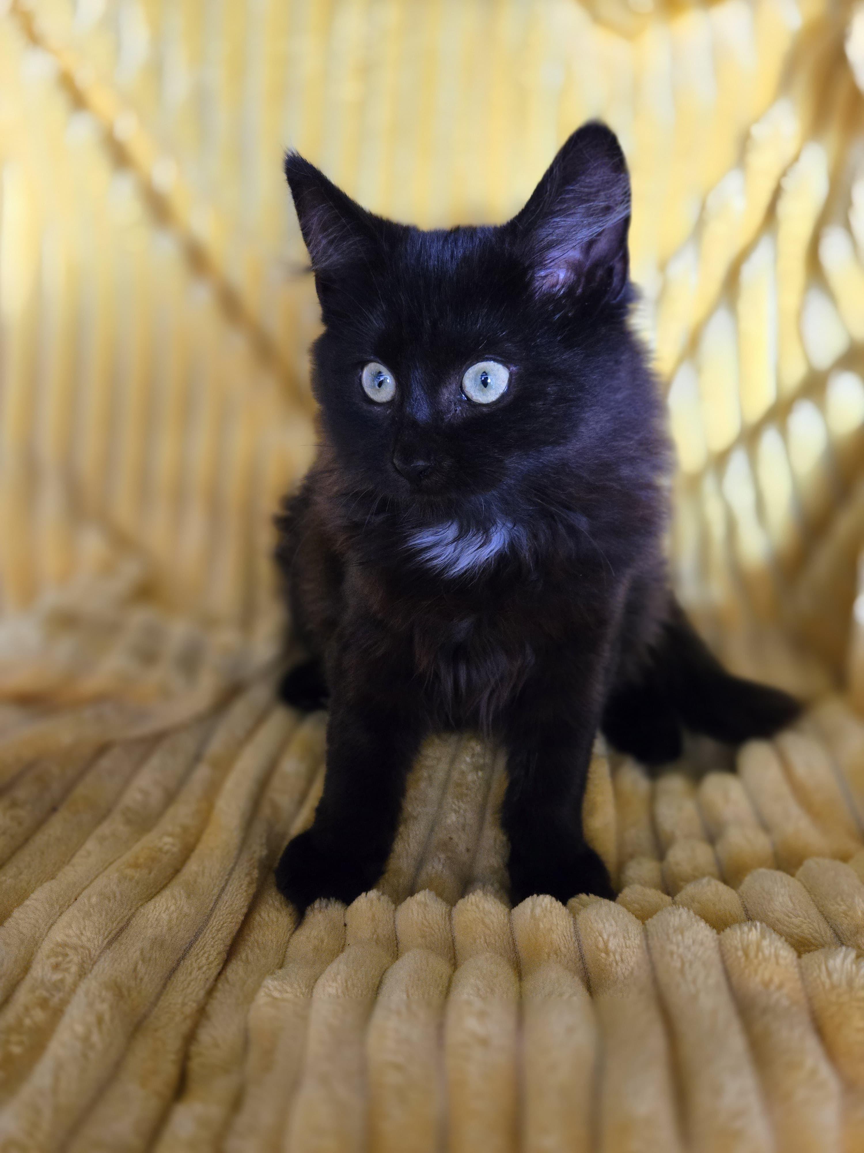 Enlarge Ruby the Fluff Ball, a ADOPTABLE Domestic Long Hair in Boca Raton, FL image 4/6