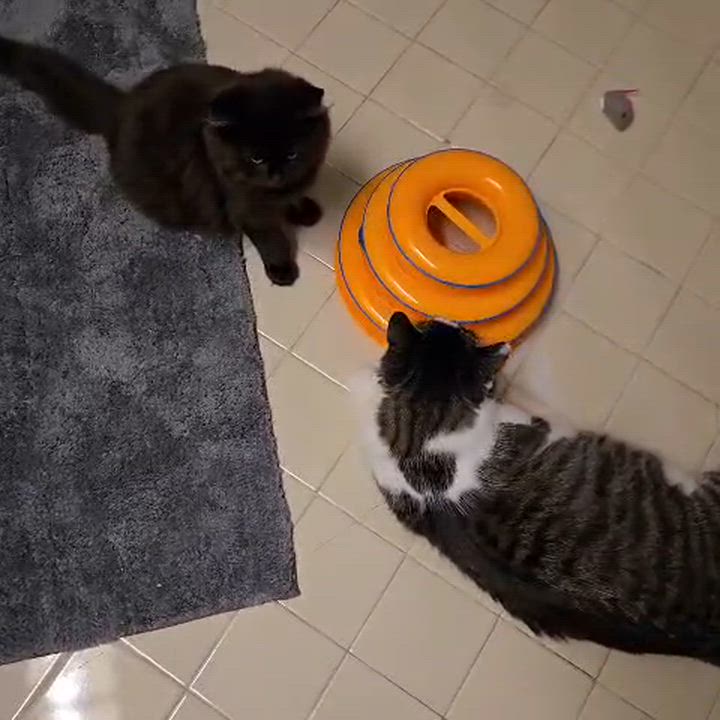 Enlarge Ruby the Fluff Ball, a ADOPTABLE Domestic Long Hair in Boca Raton, FL video 6/6