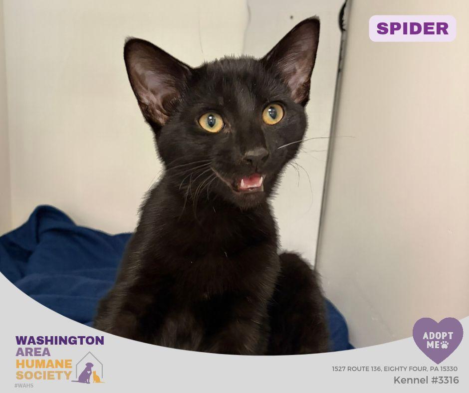 Spider, Adopted, Kitten Male Domestic Short Hair.