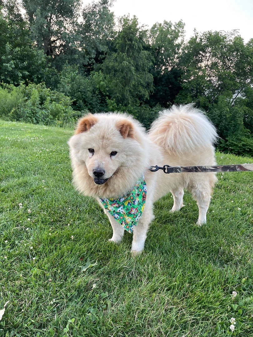 Denver, a Adoptable mixed breed in Westlake, OH image 2/12