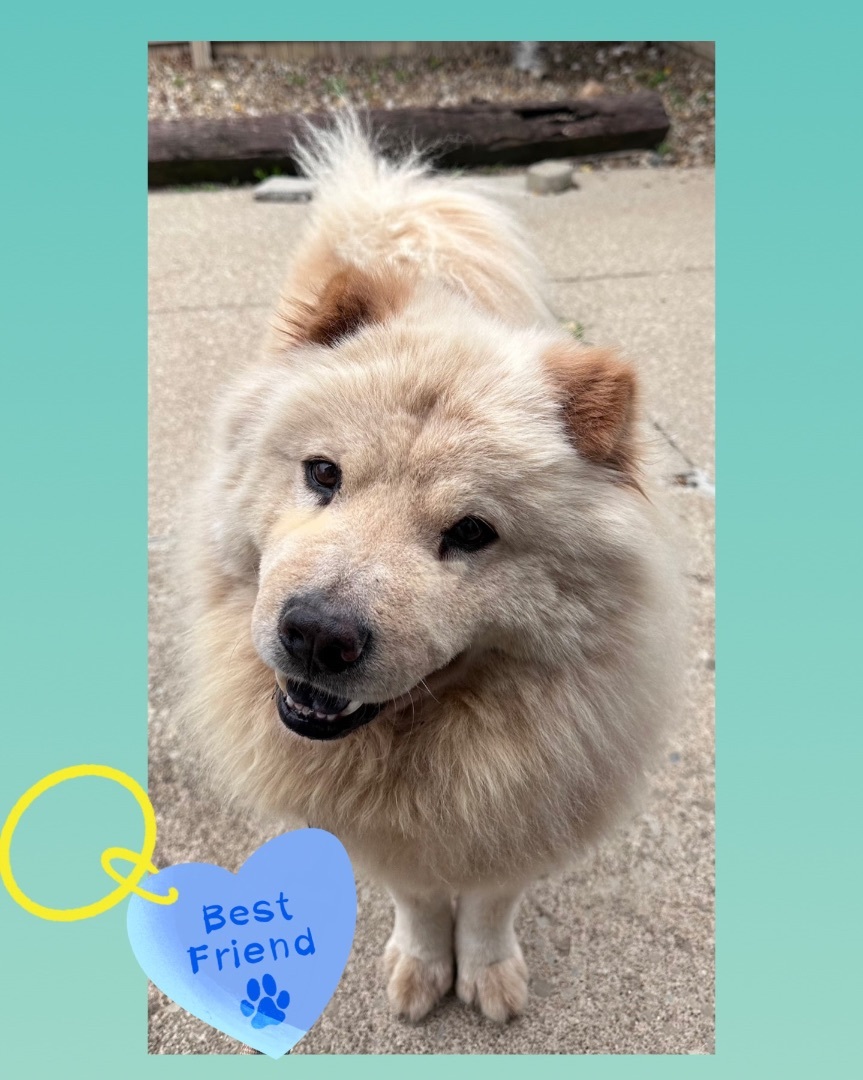 Denver, a Adoptable mixed breed in Westlake, OH image 3/12