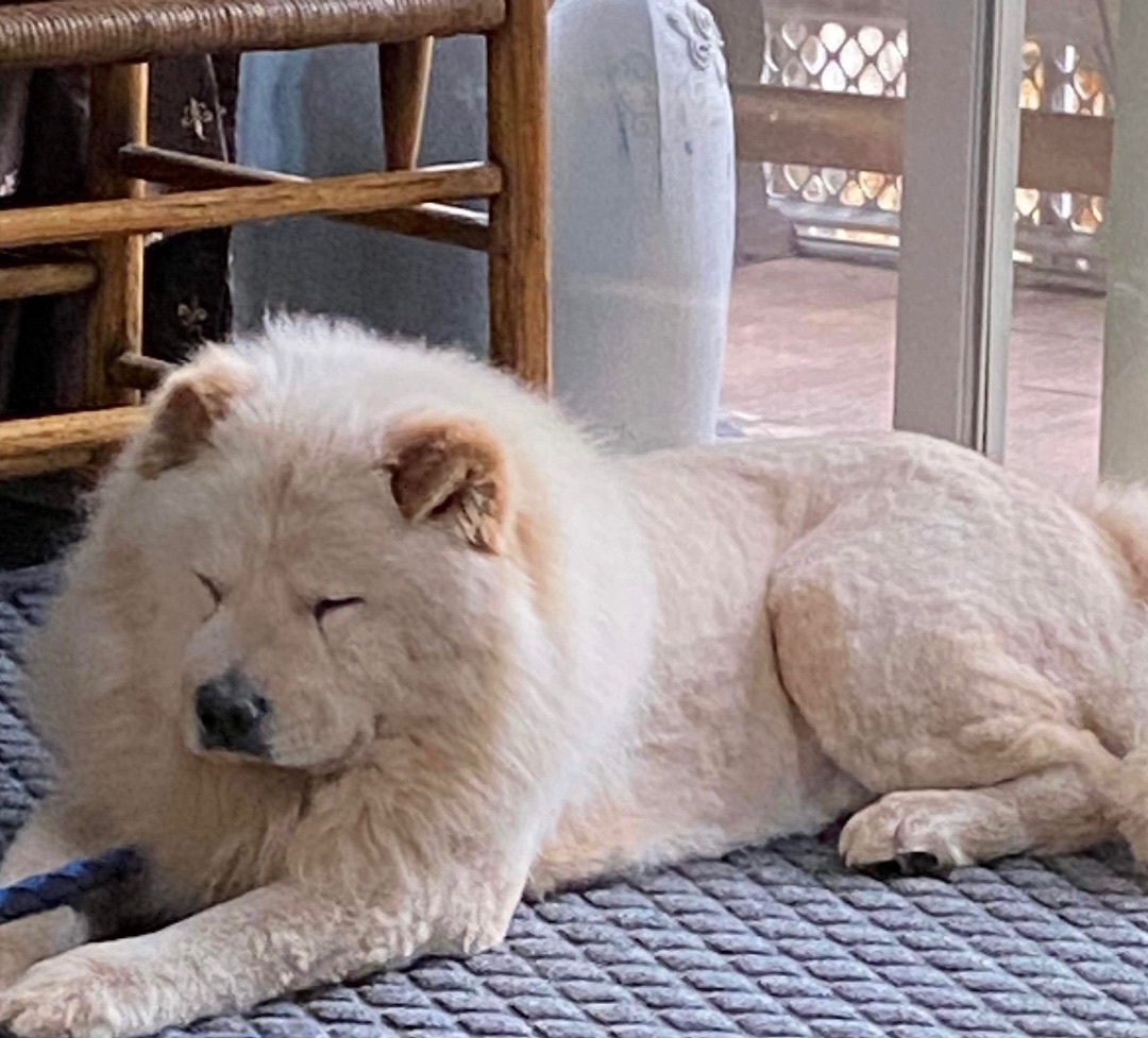 Denver, a Adoptable mixed breed in Westlake, OH image 5/12