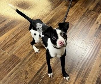 Piglet, a ADOPTABLE mixed breed in Orlando, FL image 1/2