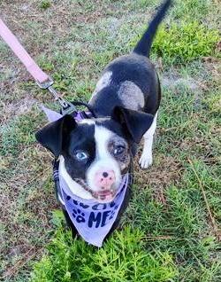 Piglet, a ADOPTABLE mixed breed in Orlando, FL image 2/2