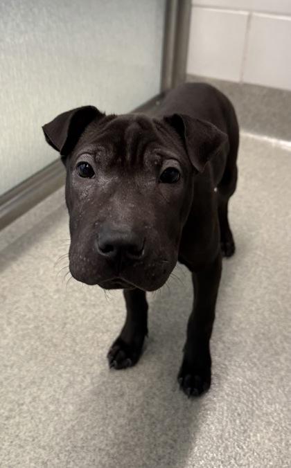 Cappuccino, Adoptable, Puppy Male Shar-Pei & Mixed Breed.