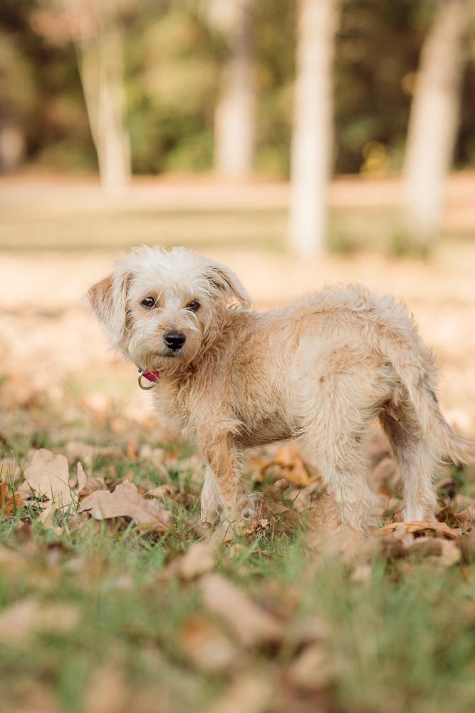Enlarge Rosie, a ADOPTABLE mixed breed in Ann Arbor, MI image 4/5
