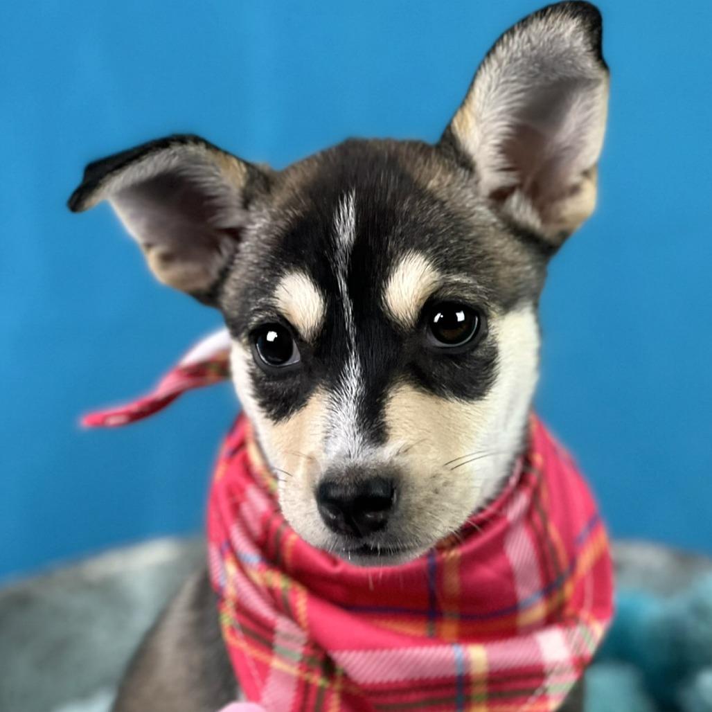 Enlarge Lani, a Adoptable mixed breed in Austin, TX image 5/6