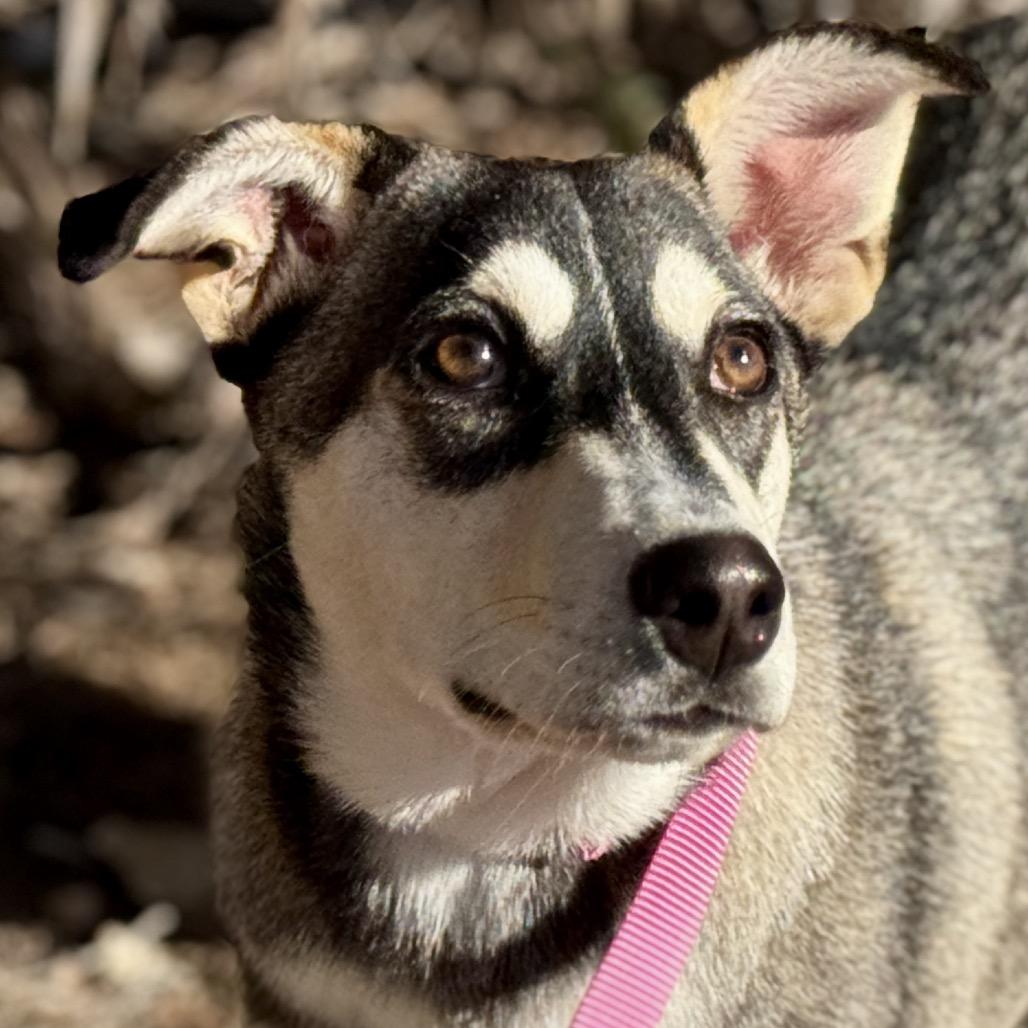 Enlarge Lani, a Adoptable mixed breed in Austin, TX image 3/6