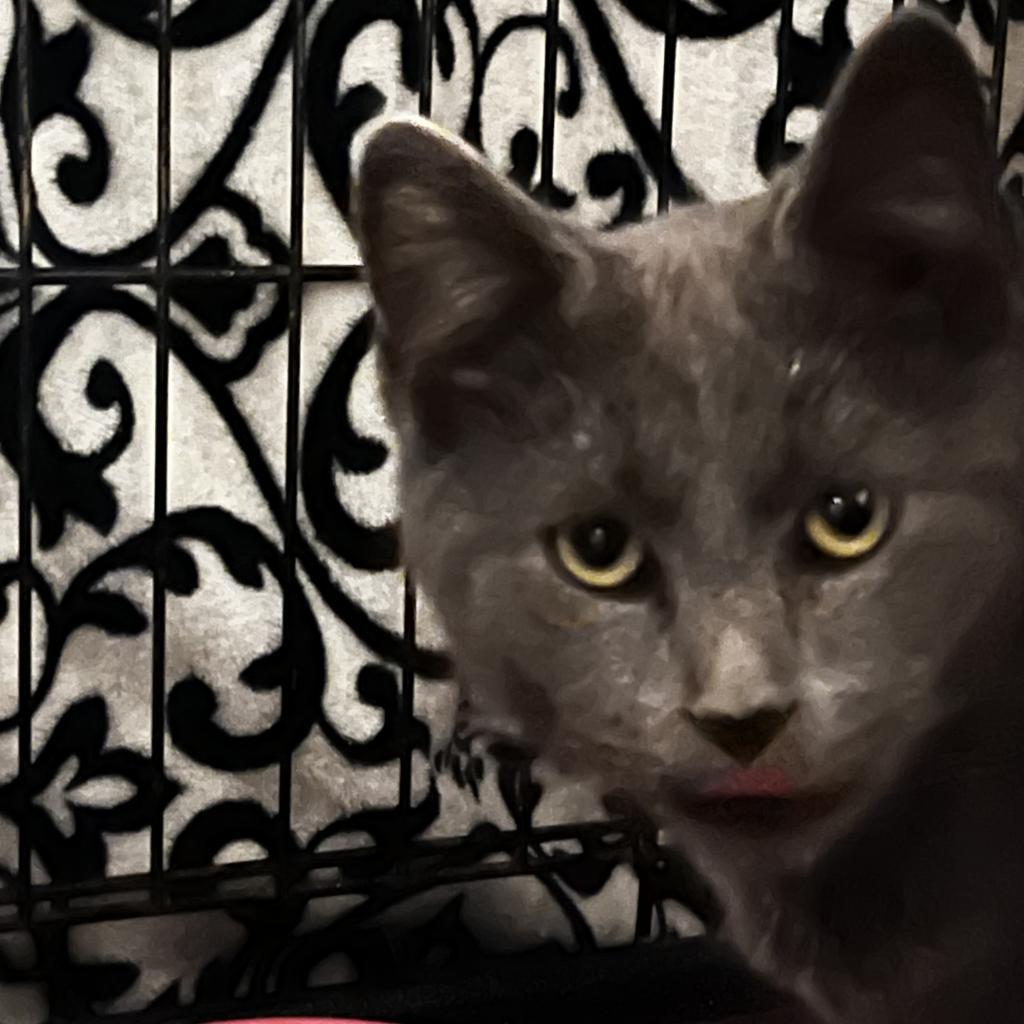 Enlarge Elvis, a Adoptable Domestic Short Hair in Winchester, VA image 1/1