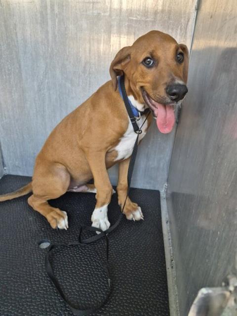 Enlarge BUSTER, a Adoptable mixed breed in San Antonio, TX image 1/1