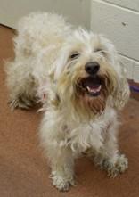 Ooga (91822), ADOPTABLE, Adult Male Poodle.