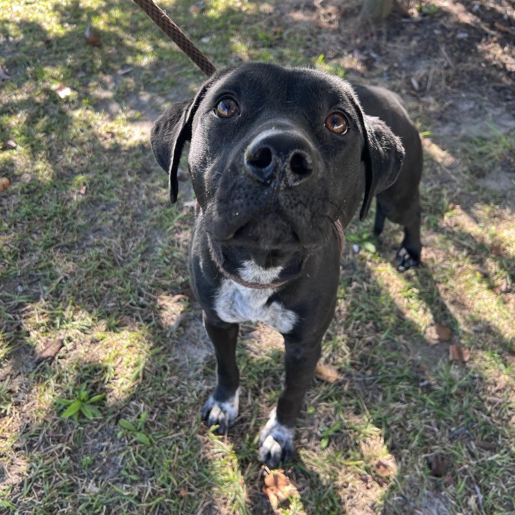 Crisco, Adoptable, Adult Male Mixed Breed.