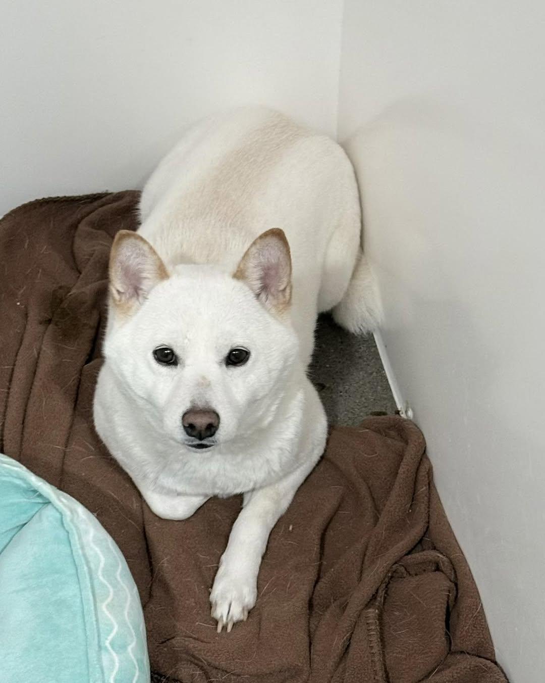 Enlarge Bella, a ADOPTABLE Shiba Inu in Vermilion, OH image 1/1