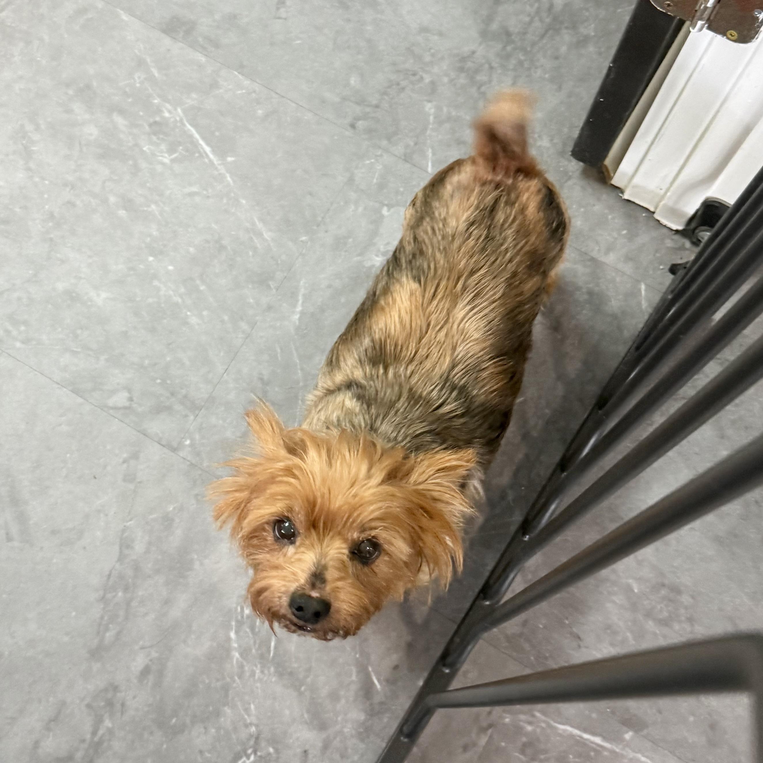 Ricky, adopted, Senior Male Yorkshire Terrier.