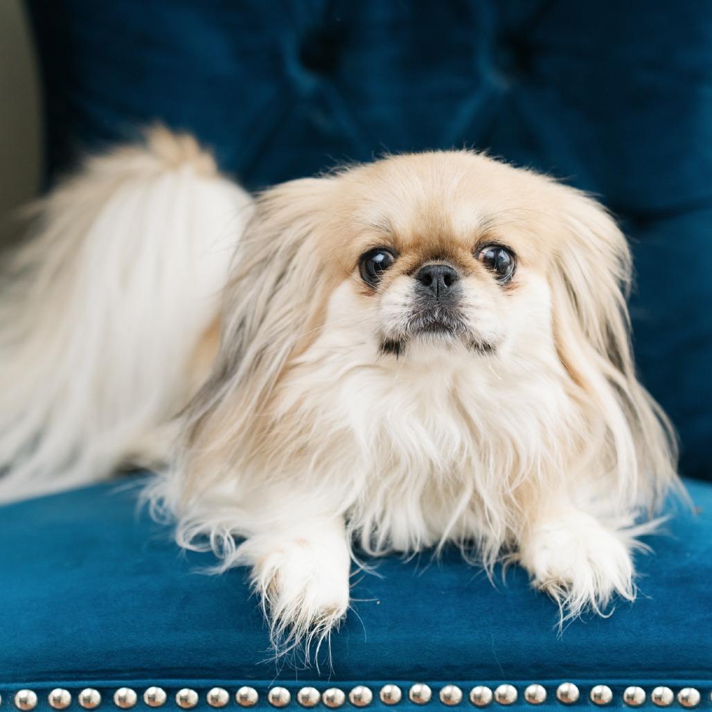 Ferndale, ADOPTABLE, Adult Female Pekingese.