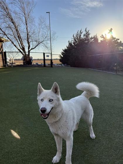 Cat, Adoptable, Adult Female Husky & Mixed Breed.
