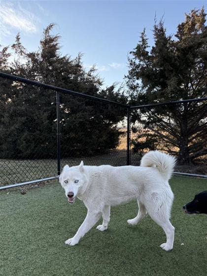 Cat, a Adoptable mixed breed in Hutchinson, KS image 2/3