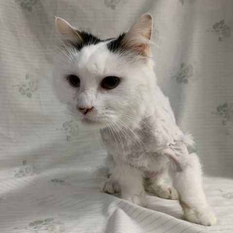 Hilti, a Adoptable Domestic Long Hair in Lyndhurst, VA image 1/2