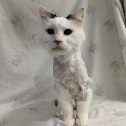 Hilti, a Adoptable Domestic Long Hair in Lyndhurst, VA image 2/2