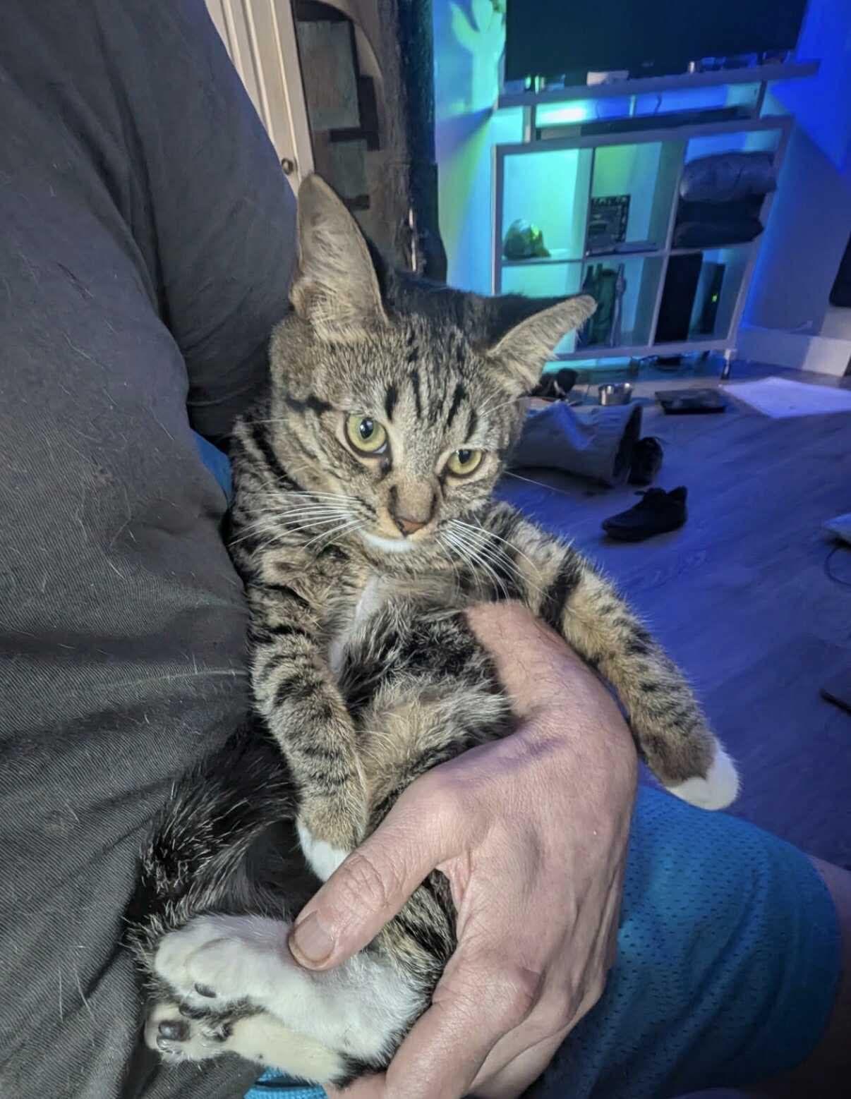 Enlarge Janne, a ADOPTABLE Domestic Short Hair in Miami Beach, FL image 2/4