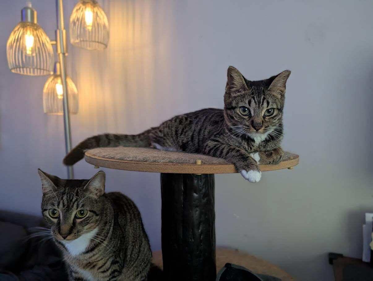 Enlarge Janne, a ADOPTABLE Domestic Short Hair in Miami Beach, FL image 4/4