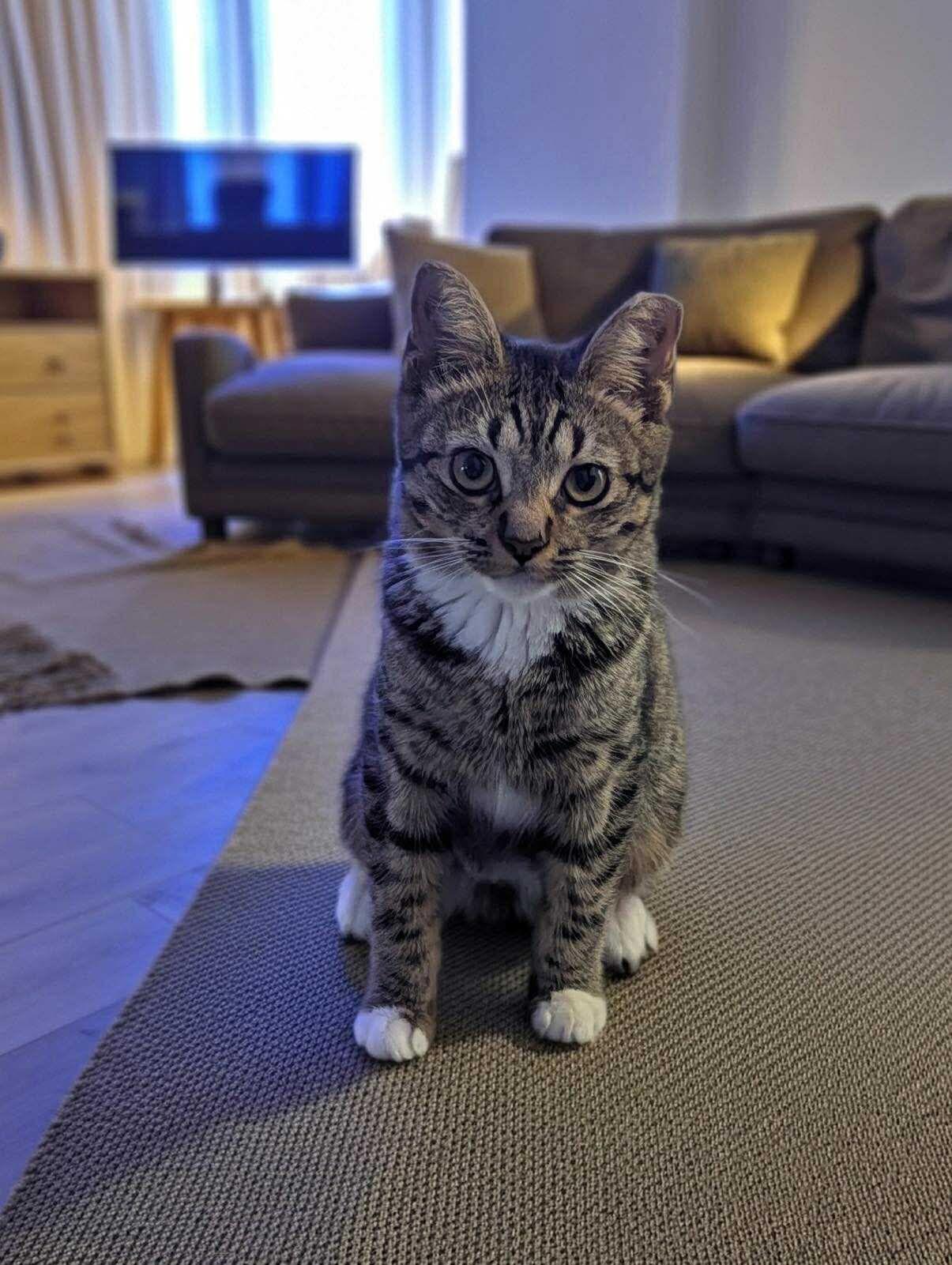 Enlarge Janne, a ADOPTABLE Domestic Short Hair in Miami Beach, FL image 3/4