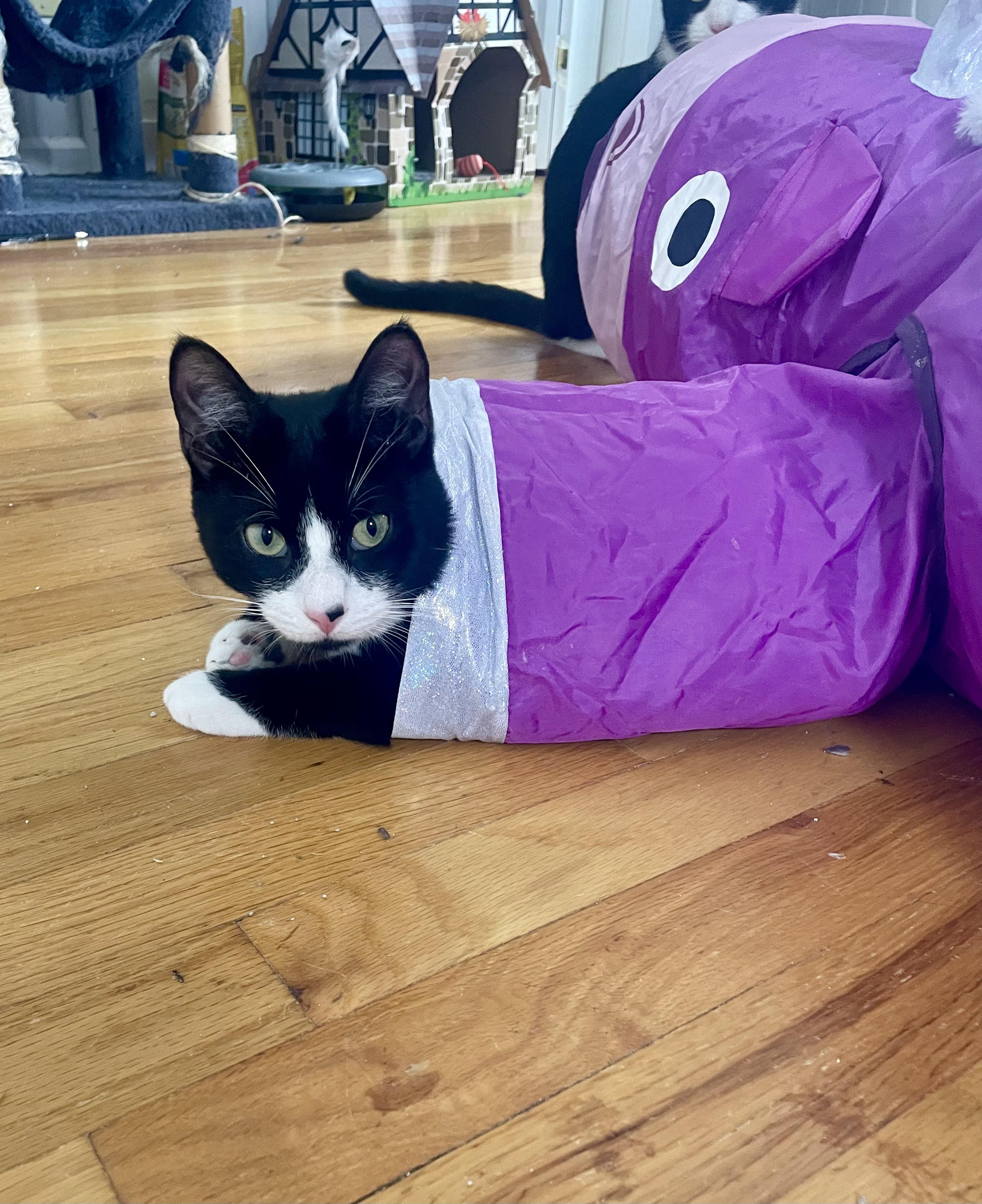 Avett & Carlile, a ADOPTABLE Domestic Short Hair in New Britain, CT image 2/6