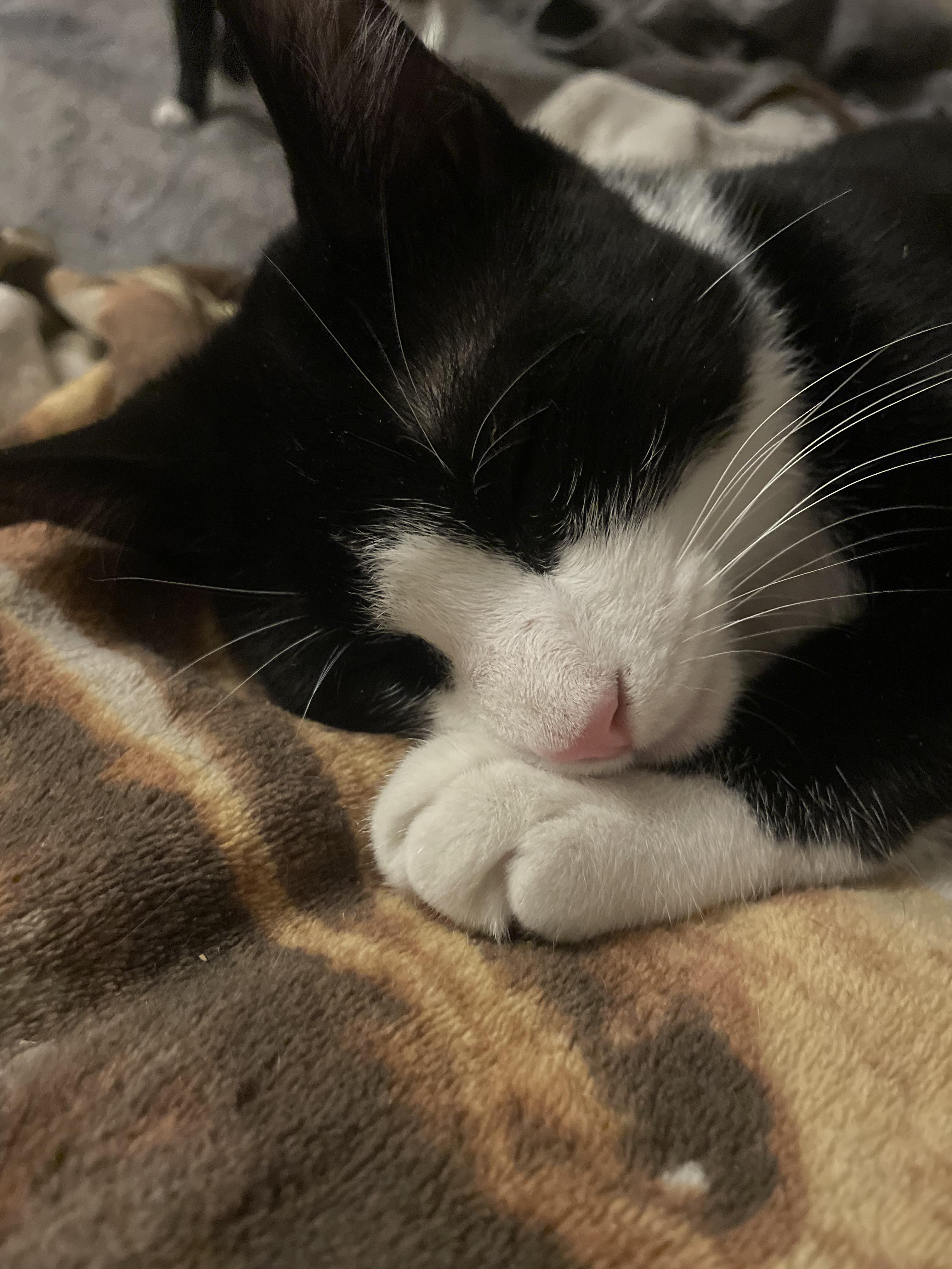 Avett & Carlile, a ADOPTABLE Domestic Short Hair in New Britain, CT image 3/6