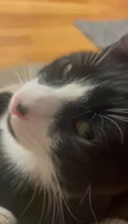 Enlarge Avett & Carlile, a ADOPTABLE Domestic Short Hair in New Britain, CT video 4/6
