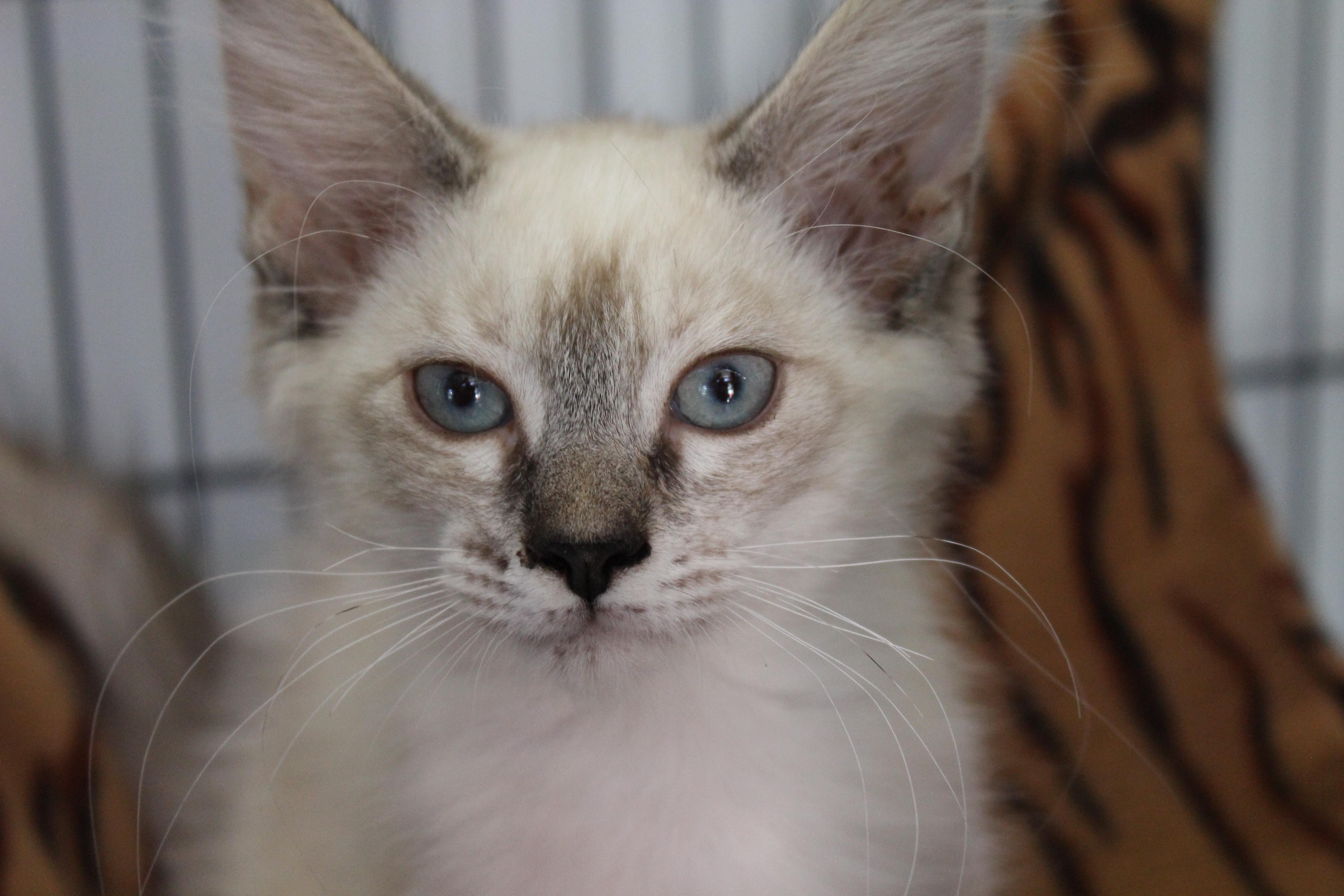 Enlarge 0622-2621, a ADOPTABLE mixed breed in Turlock, CA image 1/1