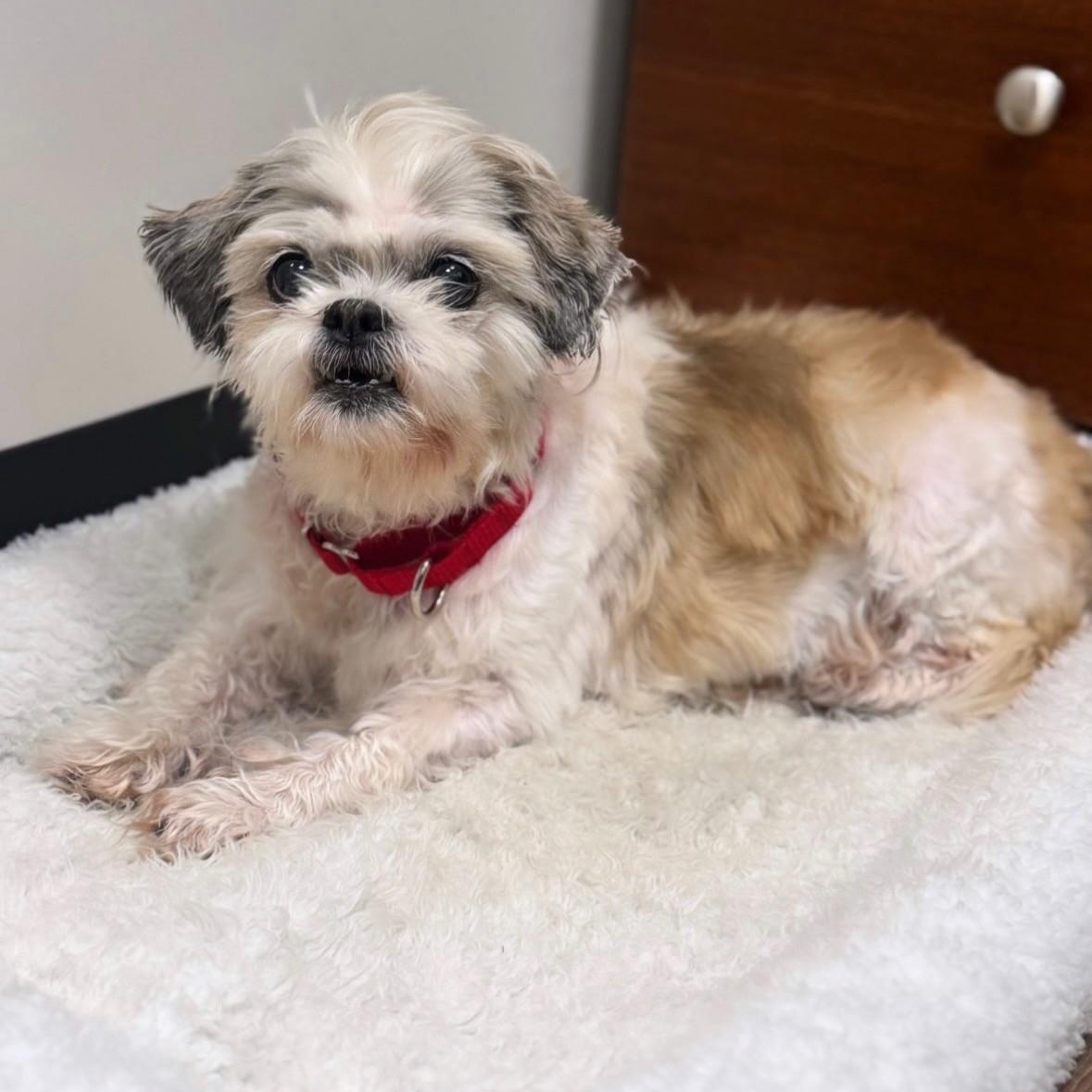 Sandy, ADOPTABLE, Senior Female Shih Tzu.