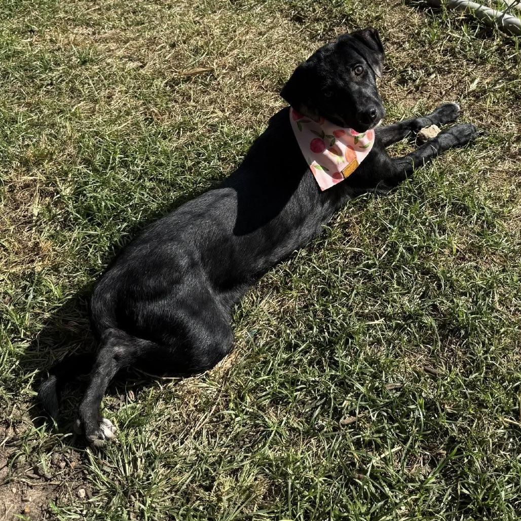 Enlarge Kona (Roux), a Adoptable mixed breed in Pittsburgh, PA image 1/5