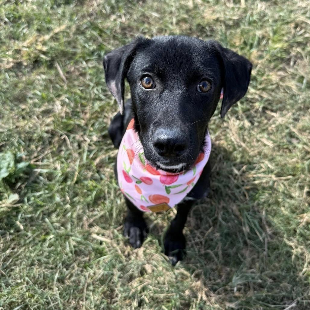 Enlarge Kona (Roux), a Adoptable mixed breed in Pittsburgh, PA image 3/5