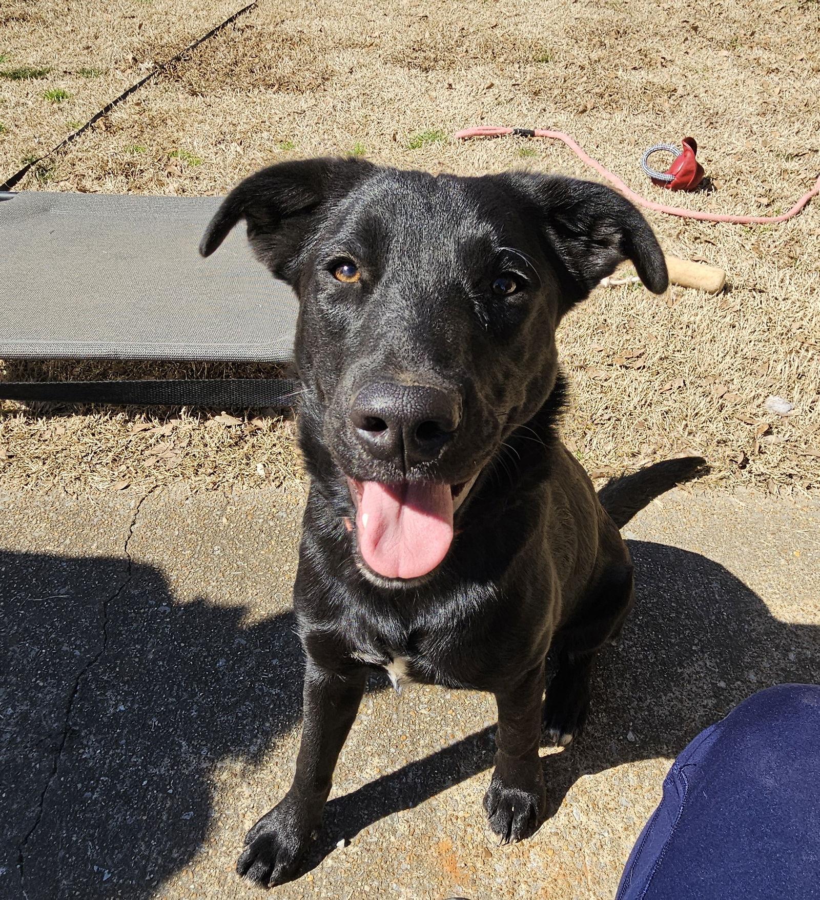 Loretta, Adopted, Young Female Labrador Retriever & Australian Cattle Dog / Blue Heeler.