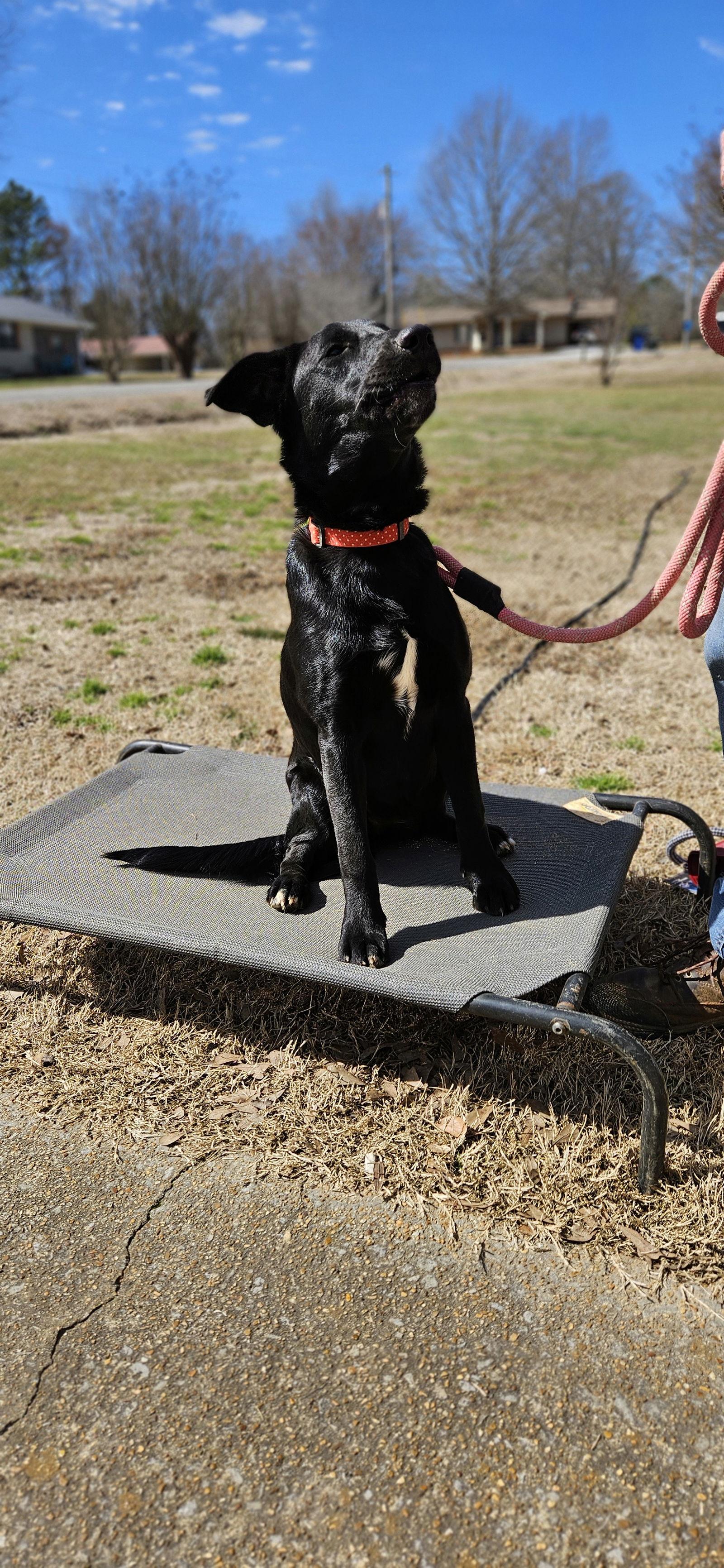 Enlarge Loretta, a Adopted mixed breed in Corinth, MS image 2/3