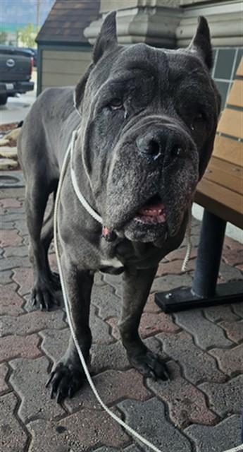 HERCULES photo