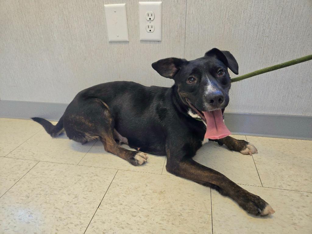 Brookie, ADOPTABLE, Young Female Labrador Retriever.