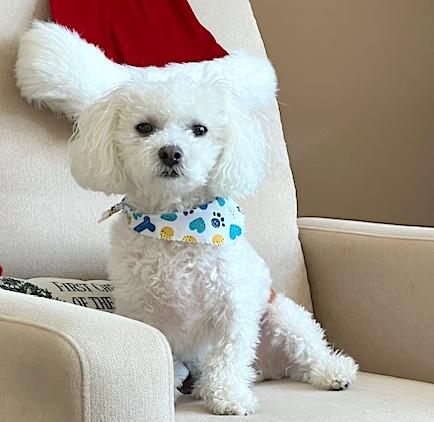 Enlarge Fregus, a Adopted Bichon Frise in Newton, NJ image 2/6