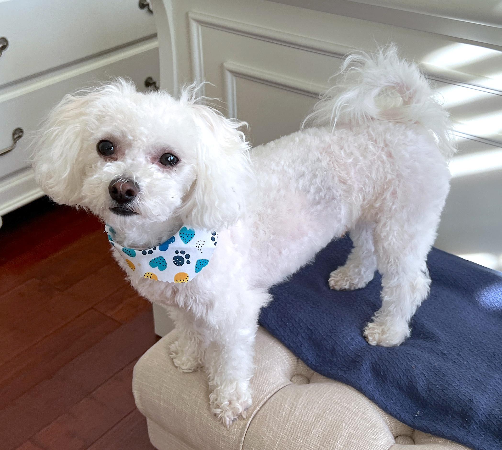 Fregus, Adopted, Young Male Bichon Frise.