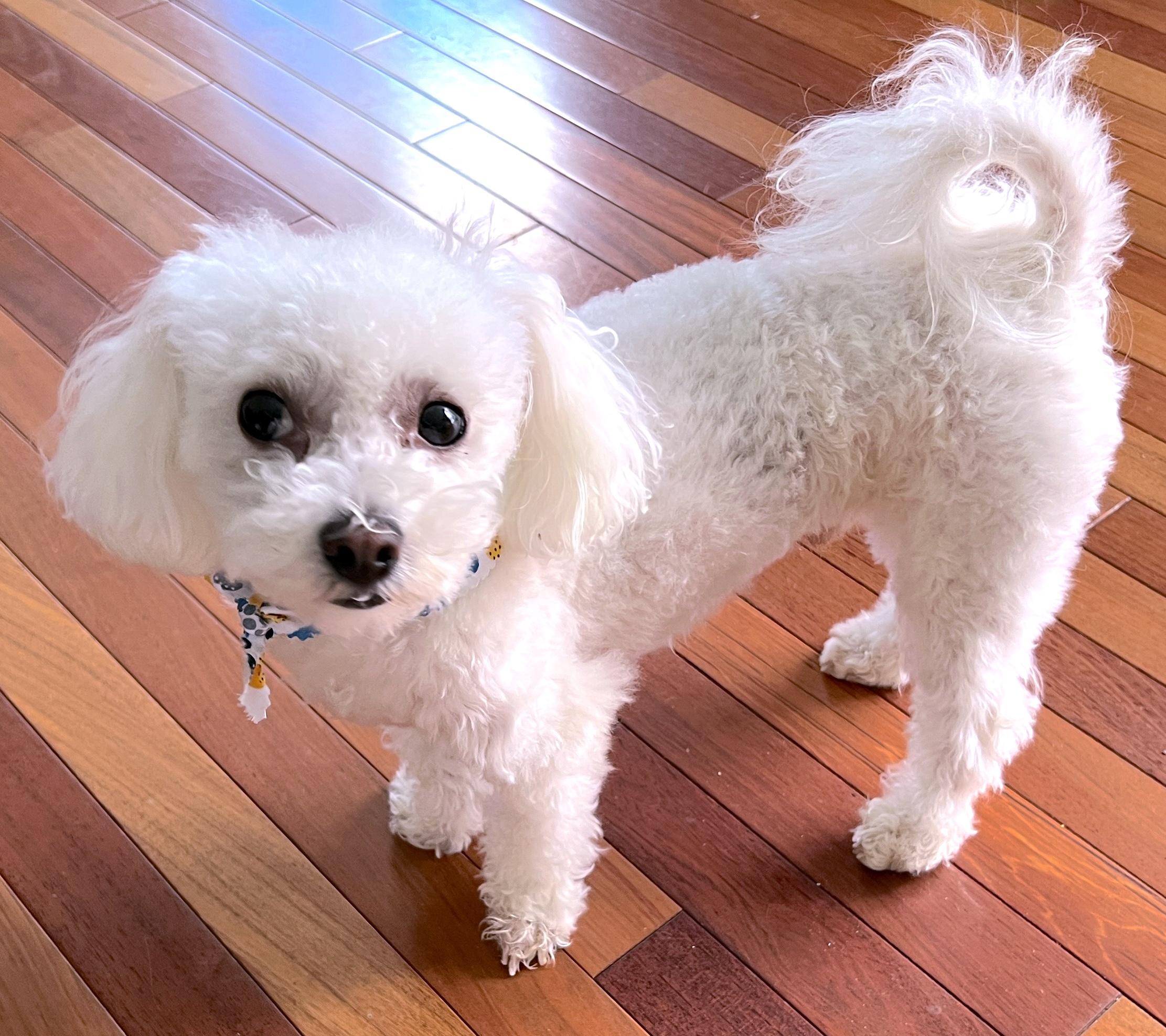 Enlarge Fregus, a Adopted Bichon Frise in Newton, NJ image 5/6