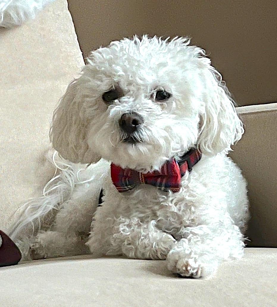 Enlarge Fregus, a Adopted Bichon Frise in Newton, NJ image 6/6