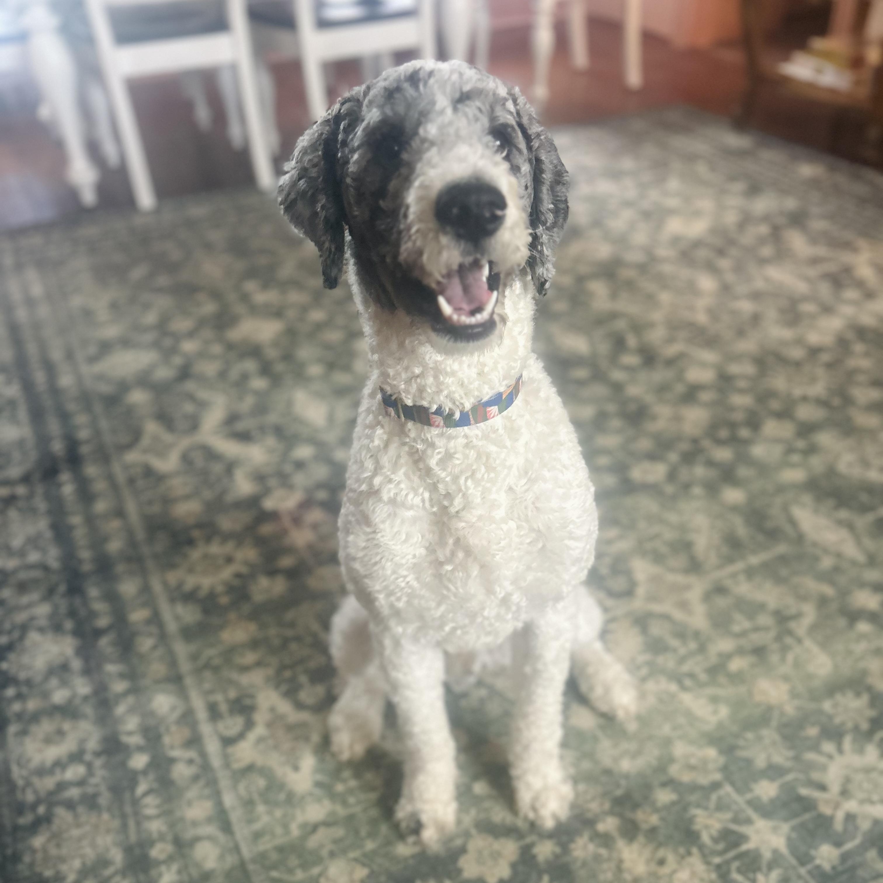 Enlarge Puppers (AKA Mr. Pawppers), a ADOPTABLE Poodle in Richboro, PA image 2/5