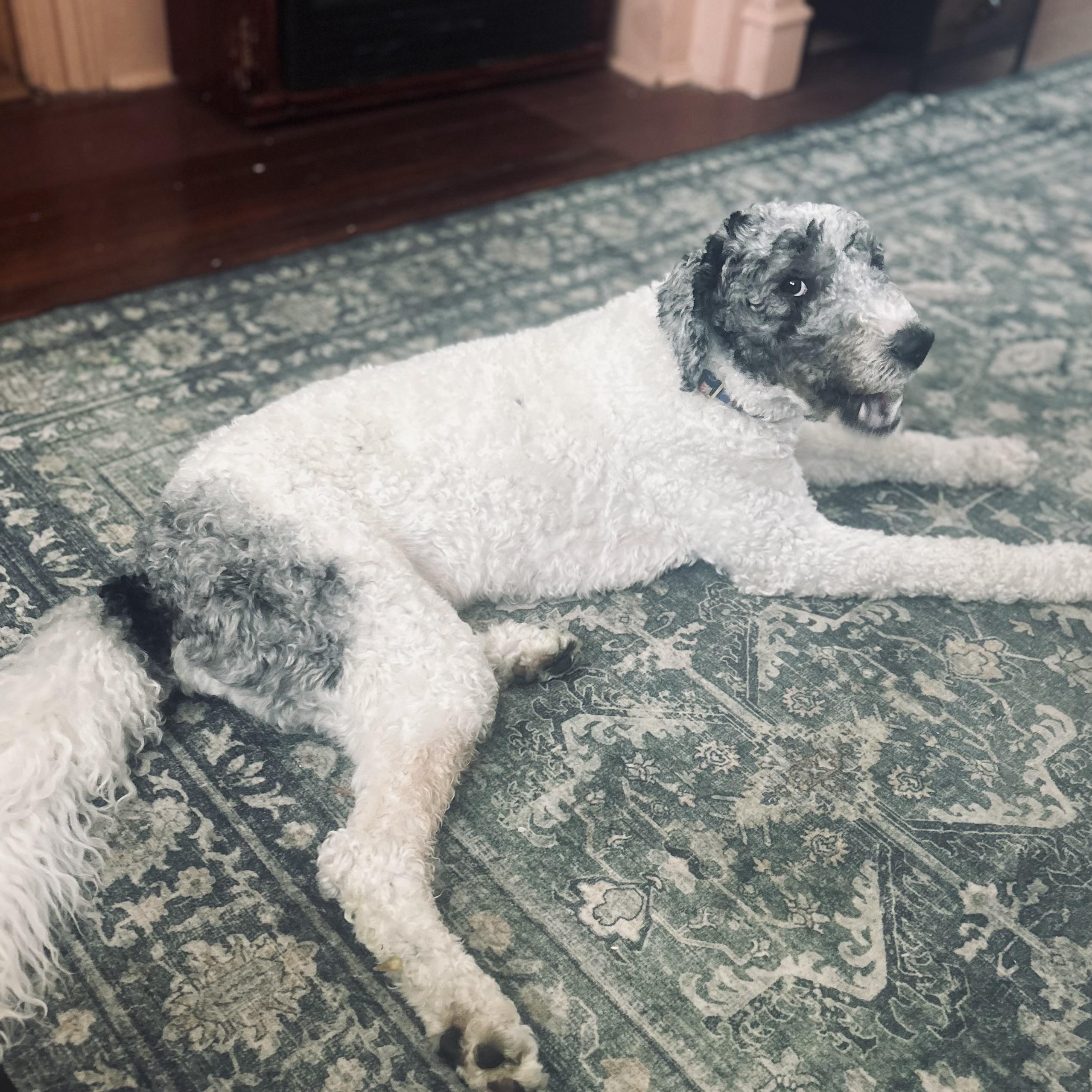 Enlarge Puppers (AKA Mr. Pawppers), a ADOPTABLE Poodle in Richboro, PA image 5/5
