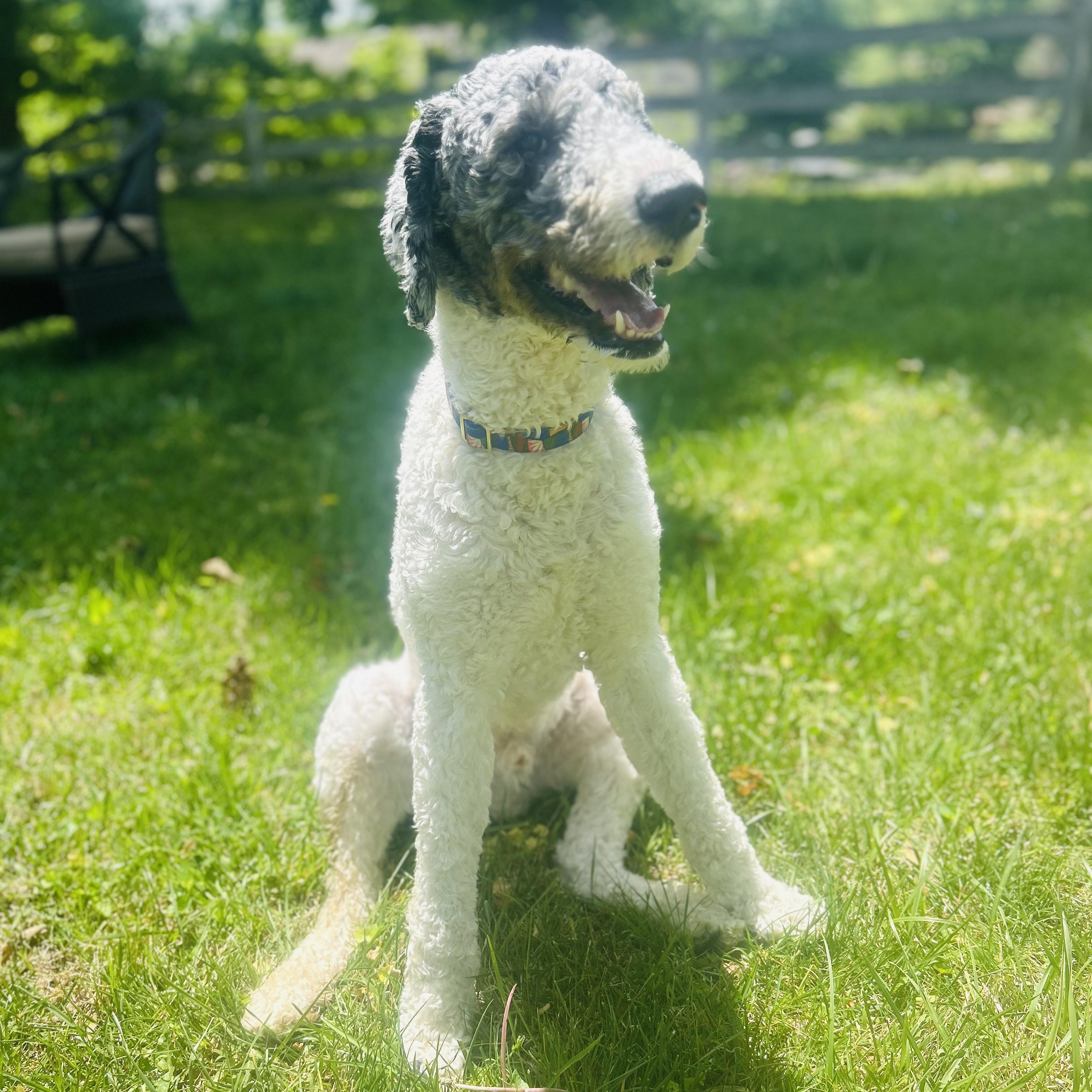Enlarge Puppers (AKA Mr. Pawppers), a ADOPTABLE Poodle in Richboro, PA image 4/5