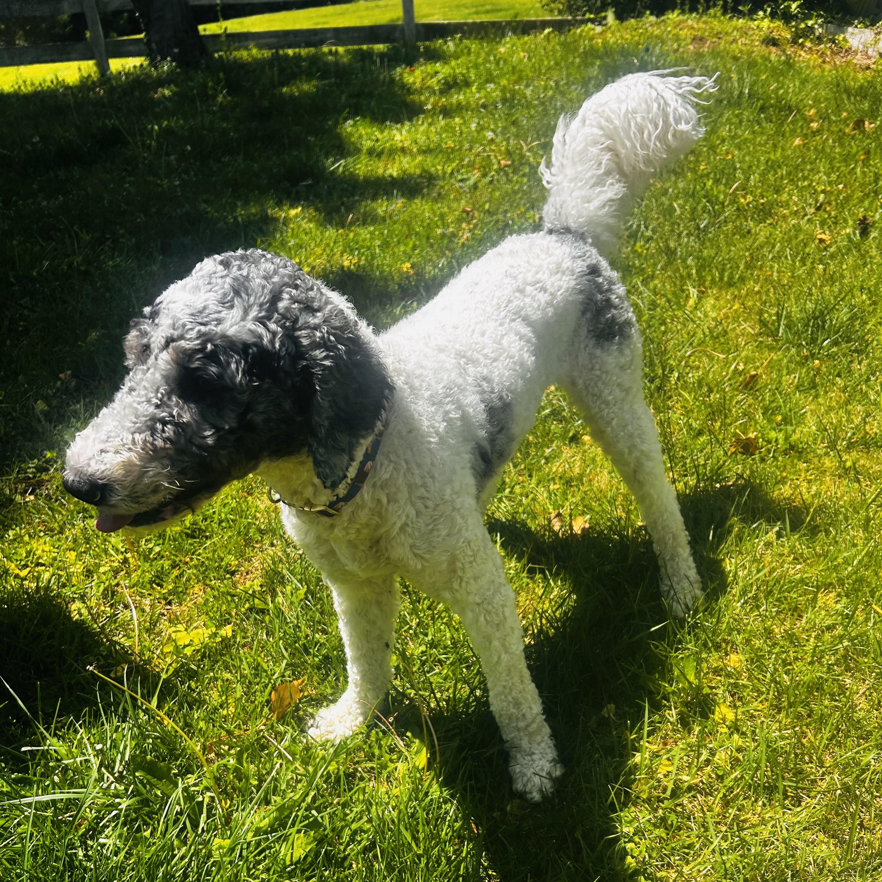 Enlarge Puppers (AKA Mr. Pawppers), a ADOPTABLE Poodle in Richboro, PA image 1/5